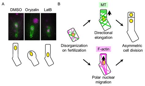 Live Cell Imaging Revealed The Dynamics And The Roles Of Cytoskeleton