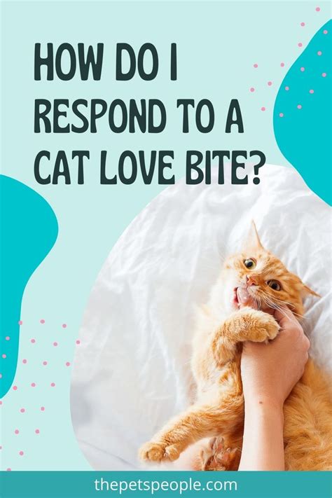 Cat Love Bites What Do They Mean For Pet Parents The Pets People In