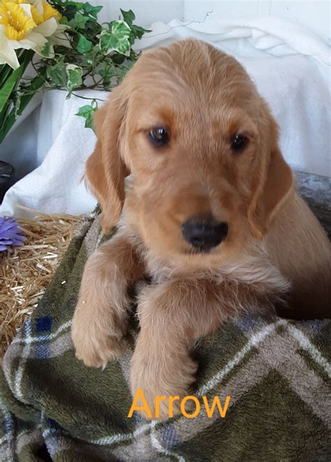 *snub nosed breeds may not be flown. Puppies for Sale | Mini labradoodle puppy, Labradoodle ...
