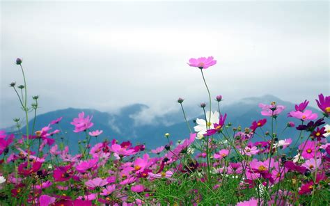 Clouds Cosmos Flower Flowers Landscapes Mountains Wallpapers Hd