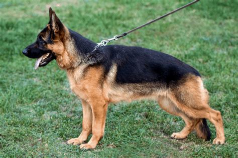 The Akita German Shepherd Mix All You Need To Know The