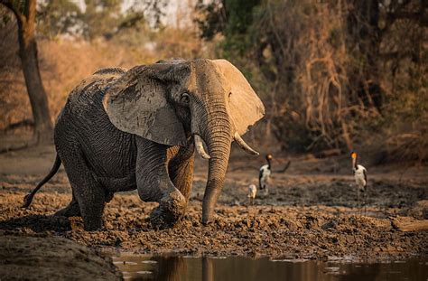 Animal Elefante África Naturaleza Vida Silvestre Fondo De Pantalla