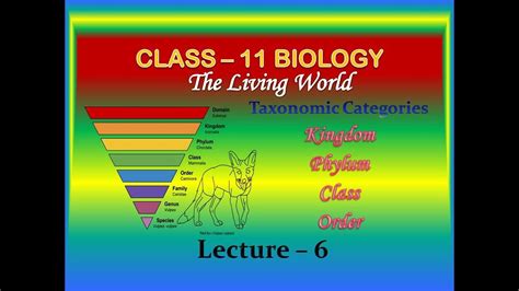 Kingdom animalia is one of the divisions of the five kingdom classification model. #6 #Biology #Class11 Kingdom Phylum Class Order ...