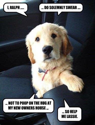 Welcome back funny teacher meme! Welcome Home Pup | Dog love, Cute dogs, Cute puppies