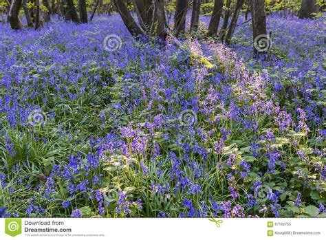 Purple Bluebells Stock Image Image Of Blooming Bluebell 67102755