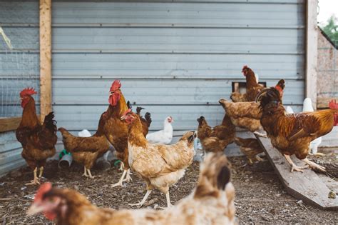 How To Start A Small Poultry Farm