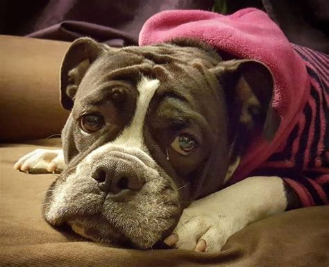 Everything You Need To Know About The English Bulldog Pitbull Mix K9 Web