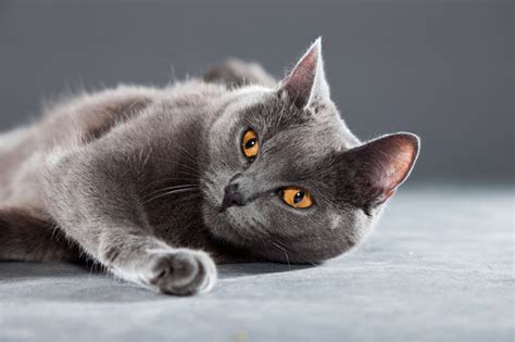 6 Reasons Youll Love A Chartreux Cat Prettylitter