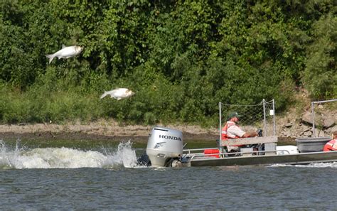 Flying Carp Bowfishing Tournament Scheduled In Illinois Outdoorhub