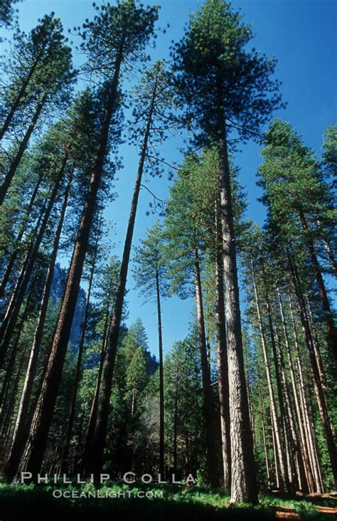 Pine Trees Yosemite Valley Pinus Contortus Yosemite National Park