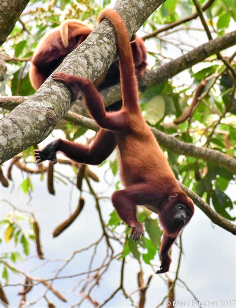 Mono Aullador Rojo Primates Del Ecuador · Naturalista Colombia