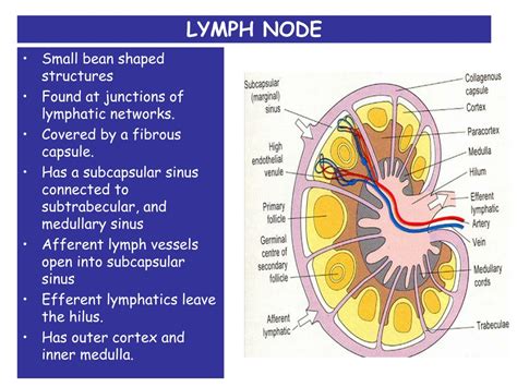 Ppt Lymph Node And Spleen Powerpoint Presentation Free Download