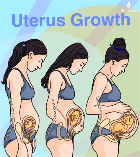 Uterus During Pregnancy Sizes And How It Works Momjunction