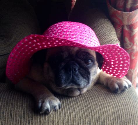 My Sweet Sweet Abby Sweet Sweet Abby Pugs Floppy Hat Cowboy Hats