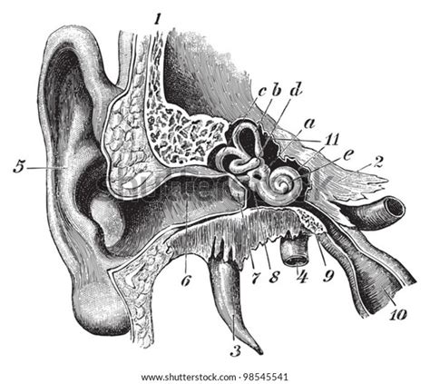 Human Ear Anatomy Vintage Illustrations Die Stock Vector Royalty Free