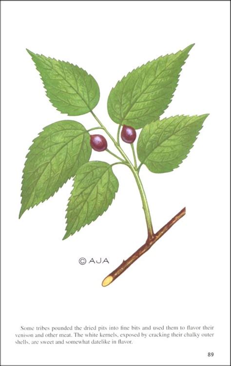 Field Guide To Edible Wild Plants Stackpole Books