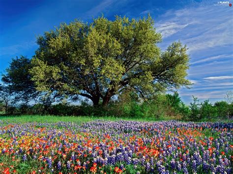 Oak Spring Flowers Teksas Plants Wallpapers 1600x1200