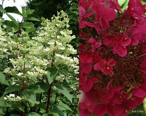 Product Viewer Hydrangea Fire And Ice