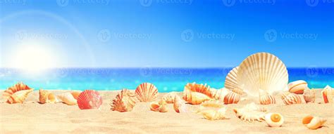 Landscape With Seashells On Tropical Beach Summer Holiday 8119912