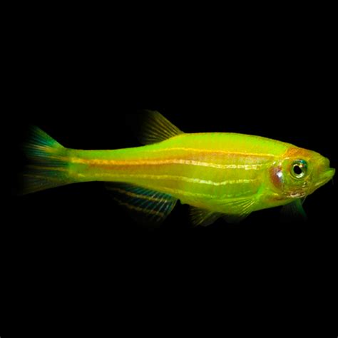 Electric Green Glofish Sustainable Aquatics