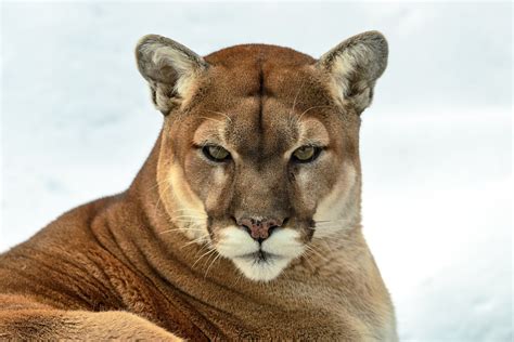 Download Wallpaper For 1400x1050 Resolution Puma Cougar Animals