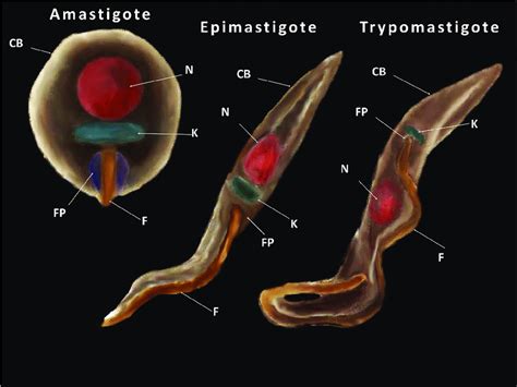 The Different Stages Of Trypanosoma Cruzi The Image Depicted The