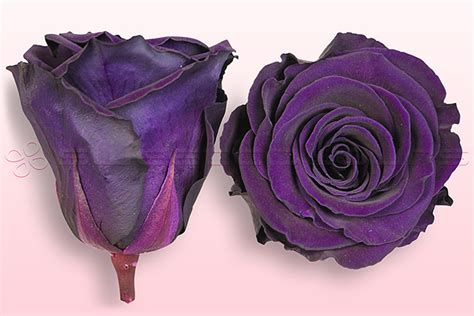 Prices are inclusive of 5% vat. Preserved roses - Purple