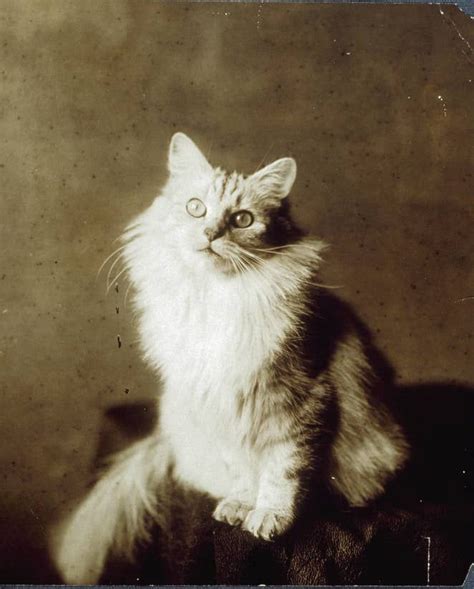 50 Adorable Vintage Cats Who Will Satisfy Your Old Soul Old Cats Cats