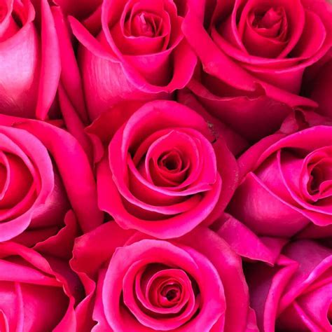 Buy Hot Pink Long Stem Roses Rose Farmers