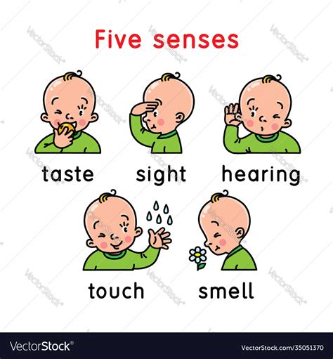 Five Senses Icon Touch Taste Hearing Sight Smell Vector Image