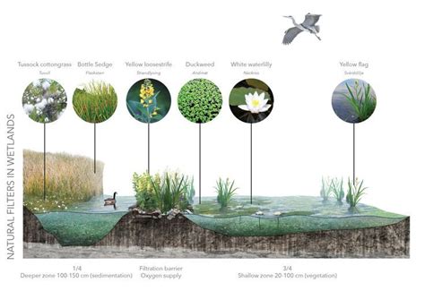 Wetland Section Photomontage From School Project Arvid Kalmaru