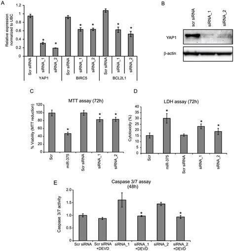 Sirna Knock Down Of Yap1 Reduces Both Mrna And Protein Expression In