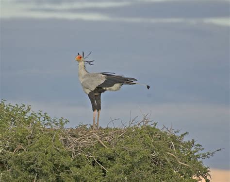 Secretary Bird Standing On Nest Serengeti Tanzania Flickr
