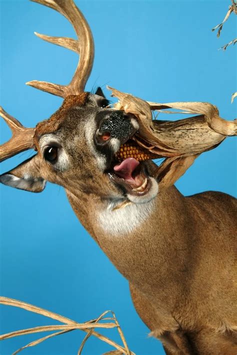 Mount By Don Stevens Deer Hunting Humor Whitetail Deer Pictures
