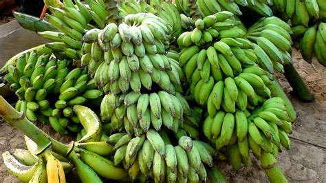 How Are Bananas Grown And Harvested