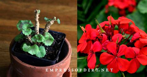 4 Easy Ways To Overwinter Geraniums Empress Of Dirt