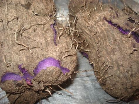 Filipino Purple Yam Tuberindian Ratalucaribbean Product