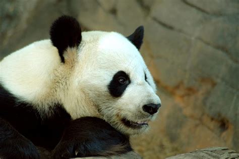 Giant Panda Bear Facts History Information And Habitat