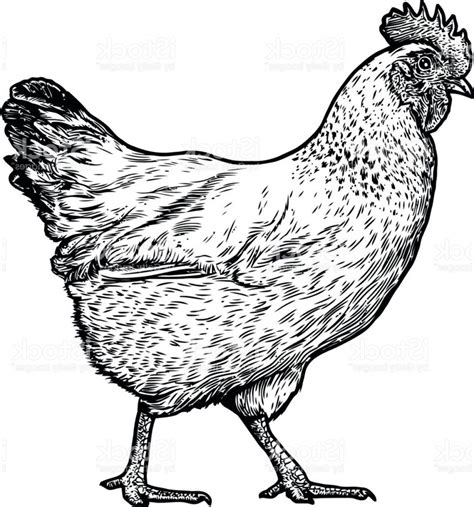 Chicken Clipart Black And White Free You Should Have It