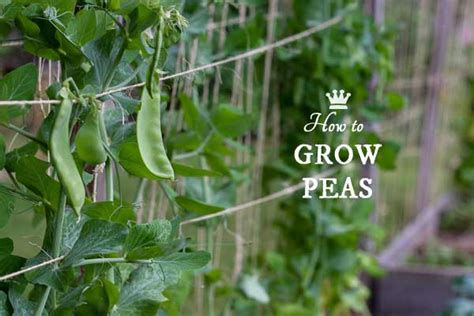 How To Grow Peas Empress Of Dirt