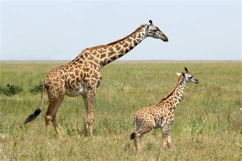 Baby Giraffe And Mother Stock Photo Image Of Giraffe 32054880