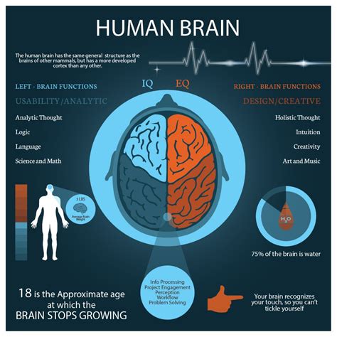 Fun Facts About Brains Brainlyvd