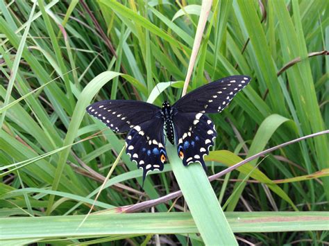 Eastern Swallowtails Heres How To Raise Them At Home Butterfly Beat