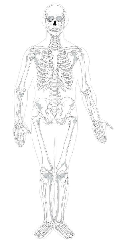 Bestand Human Skeleton Front No Text No Color Svg Human Body Worksheets Human Skeletal System