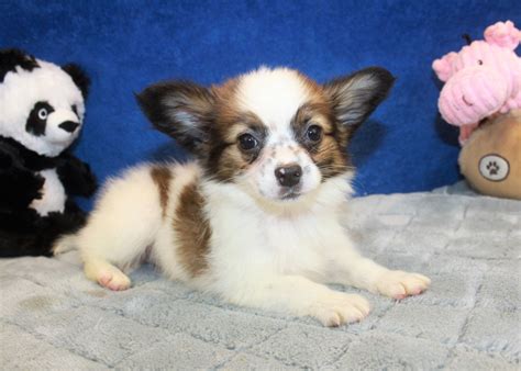 Papillon Puppies For Sale Long Island Puppies