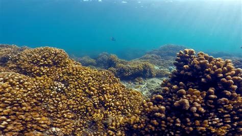 Some Tropical Coral Reefs Resilient To Rising Temperatures May Show