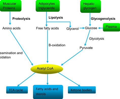 2 Illustrative Diagram Of Sources And Fates Of Acetyl Coenzyme A