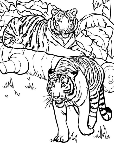 Sketsa Gambar Harimau