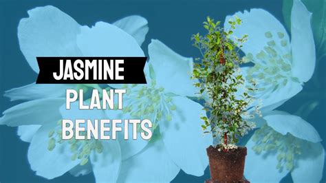 Discover The Effects Of The Jasmine Plant On Health
