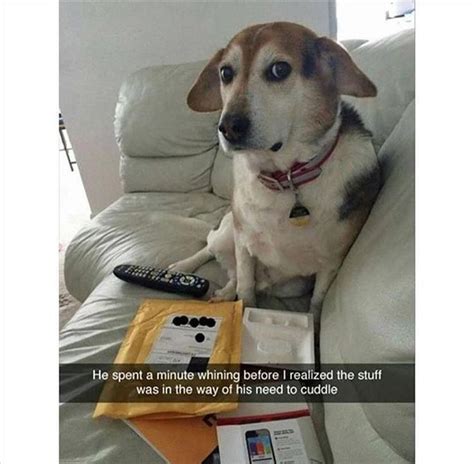 33 Fresh Doggo Memes To Lift You Up And Remind You That
